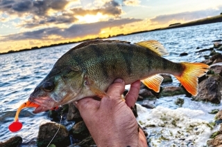 Typická veľkosť ostrieža okolo 30 – 35 cm z jazera Markermeer. Chytený na nástrahu Delphin RIPPA 10 cm vo farbe „Tigera“.