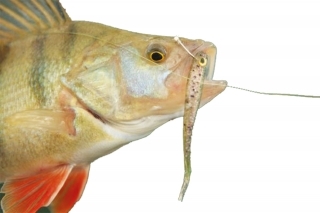 Drop shot - Gulp Alive! a Power Bait 7