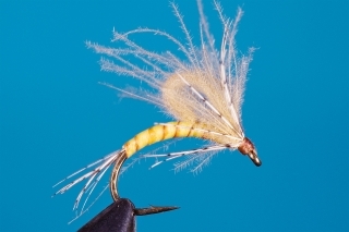 Rodenec “emerger” májovky.