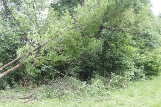 Počas smerovania pádu stromu lano šponujeme až kým strom nespadne.