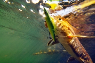 Pri každom výpade sa ryba snaží zbaviť trojháčika. Vobler ju však neopúšťa. Navyše sa jej ešte zadným trojháčikom pevne “zahryzol” do rybieho tela.