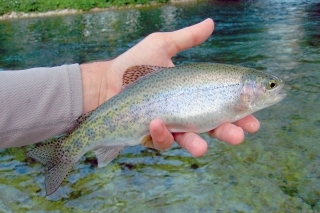 Tenkara - prečo nie? 3