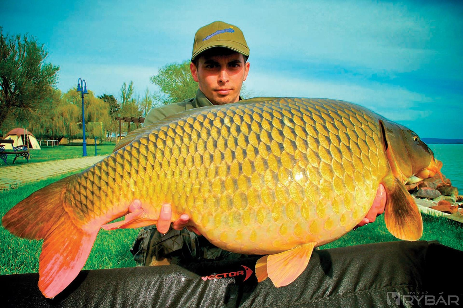 International Balaton Carp Cup 4
