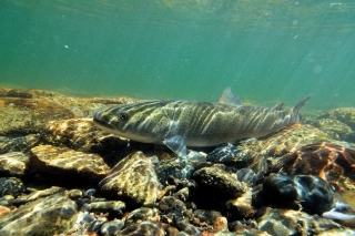 Tajmeny z driftujúcej lode 7