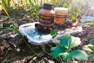 Chytal som na osvedčené boilies G2 a dipoval v pečeňovom extrakte.