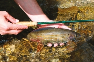 Muškárske prúty Mikado Fly MLX 1