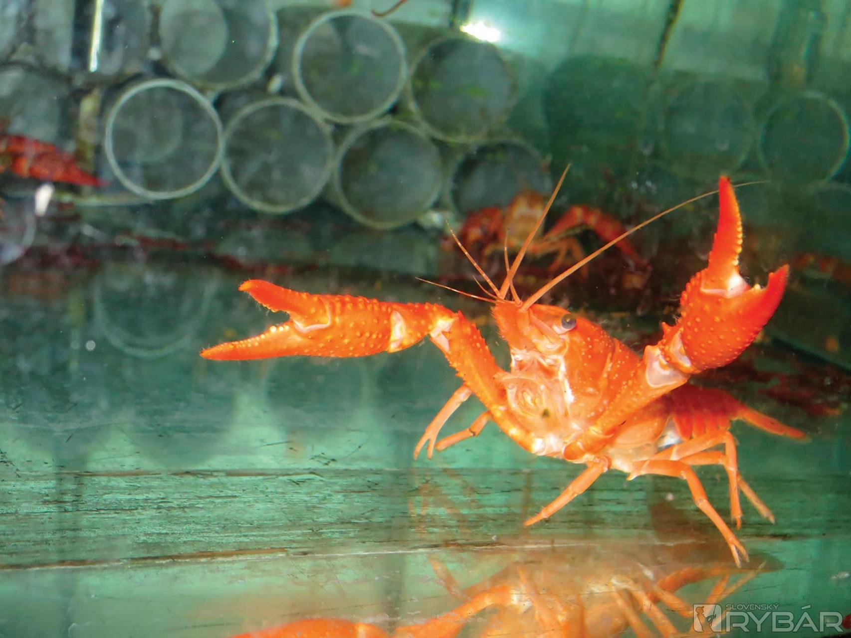 Agresívny rak červený (Procambarus clarkii) známy hlavne z akváriových chovov predstavuje tiež vážne riziko pre naše pôvodné raky.