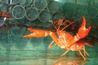 Agresívny rak červený (Procambarus clarkii) známy hlavne z akváriových chovov predstavuje tiež vážne riziko pre naše pôvodné raky.