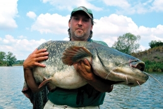Takmer 50 kg sumec ulovený na Záhorí.