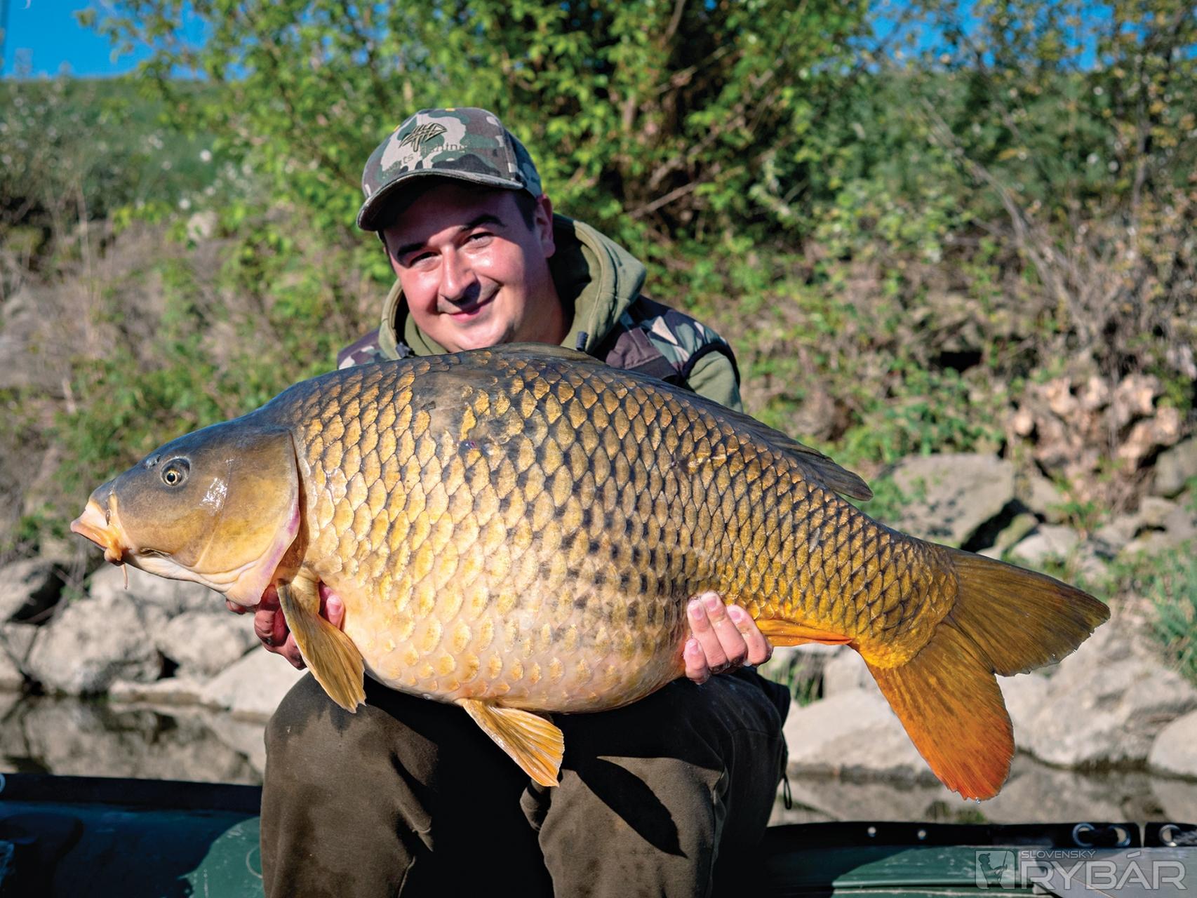 Obézna ikernačka, ktorá zabrala na 2 × 20 mm boilies na celostuženom nadväzci.