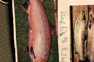Vykŕmená septembrová ryba 
s hmotnosťou 8,2 kg z rieky Karup.