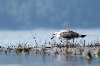 Unikátna fotografia – mladá čajka konzumuje larvu liguly z pleskáča.