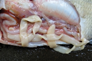 Červovitá larva v telovej dutine pleskáča.