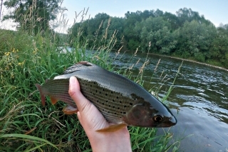 Lipeň z Hrona, ktorého sa mi podarilo chytiť na jednu z mojich mušiek.