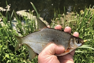Na prívlač pri troške šikovnosti a na veľké prekvapenie anglických rybárov sa dá chytiť prakticky hocičo. Osia larva vždy boduje.