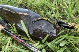 Naučiť sa správne ťahať žabku, ktorá oklame tak opatrnú rybu, ako i aligátora, mi trochu trvalo. Netreba sa nechať strhnúť loveckou vášňou, snake je ryba jedného náhodu, chyby neodpúšťa.