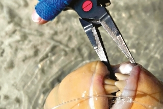 Ochrana prstov pred šnúrou by proti zubom triggerfish nebola nič platná.