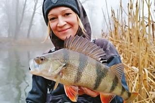 Krásny ostriež z mŕtveho ramena Dunaja. Aj na menších revíroch sa ostrieže cítia dobre.