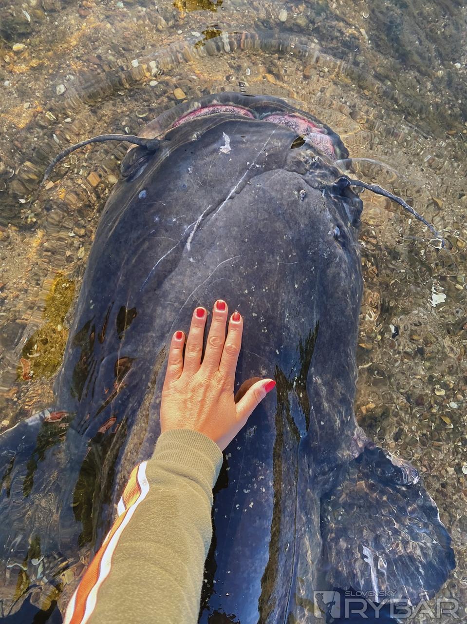 Pre znázornenie veľkosti ryby, Claudia položila na neho svoju ruku, aby bolo vidieť aké má mohutné telo.