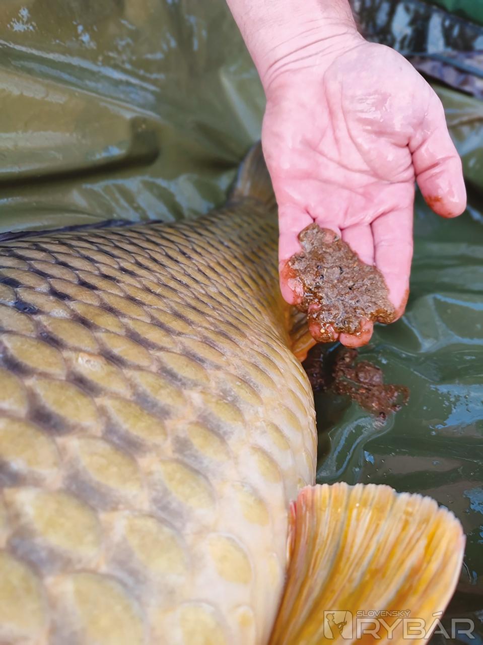 Kapríkom evidentne chutilo aj naše boilies.