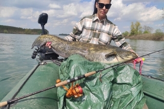 Mramorový sumec vyvábený na vábničku.