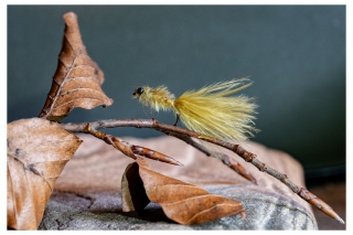 Víťazná Marošova larva vážky.