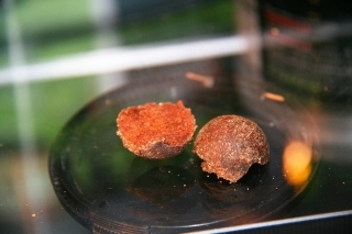 Nové boilies Layerz od Star Baits. Tento produkt zvíťazil v kategórii “Najlepšia nová nástraha na háčik”.
