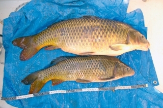 Kaprí double tím.