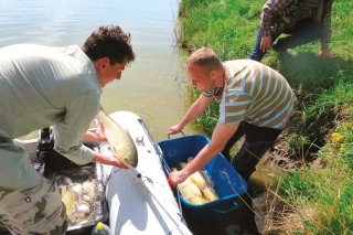 Ryby odlovené elektrickým agregátom sme takmer nestíhali vykladať z člna.