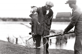 Mliečňak lososa v liahni v Novom Targu, r. 1930, 
Zdroj: www.flyt.webd.pl/viewtopic.php?p=112401