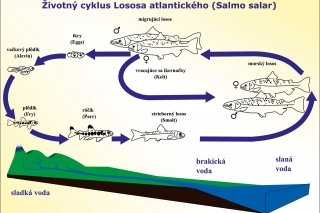 Schéma životného cyklu Lososa atlantického, autor: Zdeno Mucha.