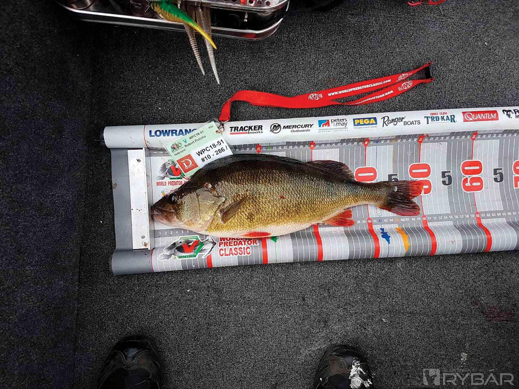 Najväčším ostriežom pretekov sa stal tento 51 cm pruháč ulovený Robertom Polichom z Poľska. Okrem neho sa chytilo aj niekoľko ďalších 50 cm ostriežov.