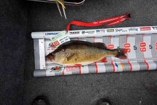 Najväčším ostriežom pretekov sa stal tento 51 cm pruháč ulovený Robertom Polichom z Poľska. Okrem neho sa chytilo aj niekoľko ďalších 50 cm ostriežov.