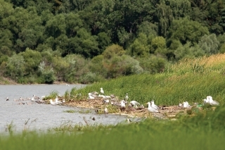 Kolónia čajok na chránenom vtáčom ostrove na Oravskej priehrade.