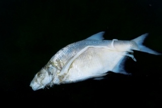 Červovitá larva liguly čaká na svojho definitívneho hostiteľa - rybožravú čajku.