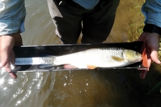 Bodovaný 40 cm jalec v korýtku.