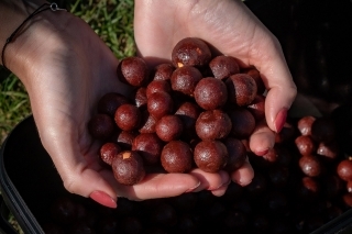 Chytacie boilies.