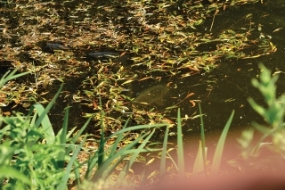 V horúčavách sa kapry rady zdržujú v hustej vegetácii. Rastliny cez deň produkujú kyslík.