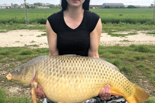 Víťazný kapor s hmotnosťou 19,80 kg na VW Carp.