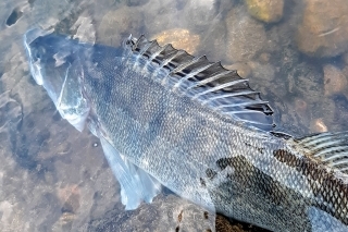 Aj na rieke dajte rybe čas, aby sa rozdýchala, najmä v horúčavách.