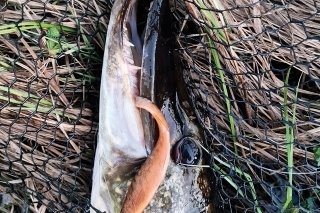 V porovnaní s veľkou 
hlavou šťuky je zrazu 16 cm 
Herring Shad veľmi malý.