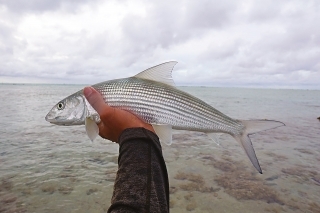 Bonefish je medzi muškármi veľmi obľúbená.