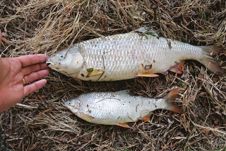 Viac ako 50 cm dlhá zákonom chránená plotica lesklá.