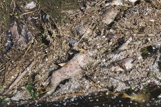 Ryby uväznené v náplavoch často prezrádzali len roje múch a neznesiteľný zápach šíriaci sa do okolia.
