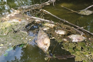 Medzi uhynutými pleskáčmi nechýbali ani veľké kusy cez 60 cm dĺžky.