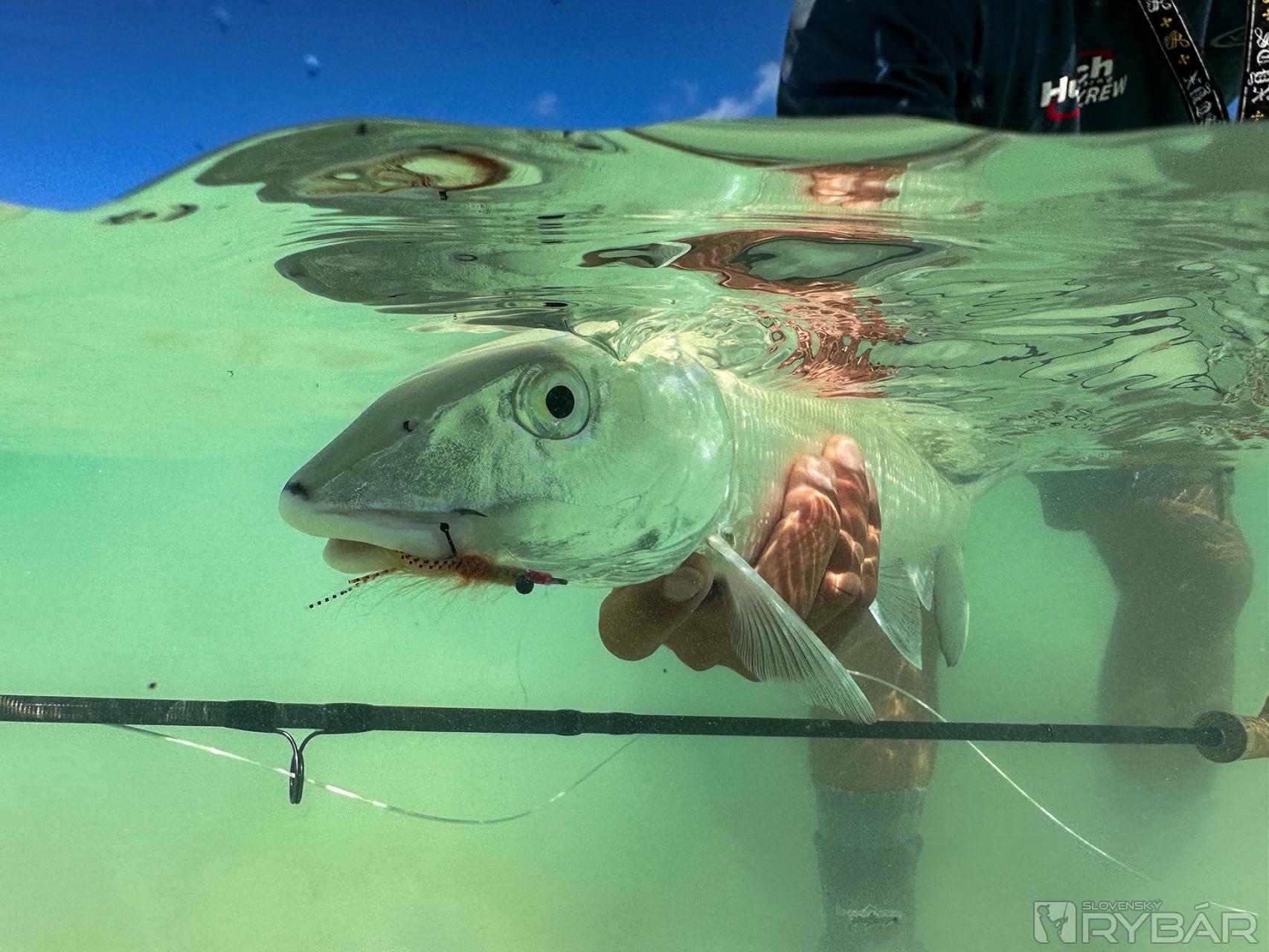 Vyjavený bonefish oklamaný napodobeninou krevety.