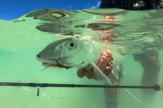 Vyjavený bonefish oklamaný napodobeninou krevety.