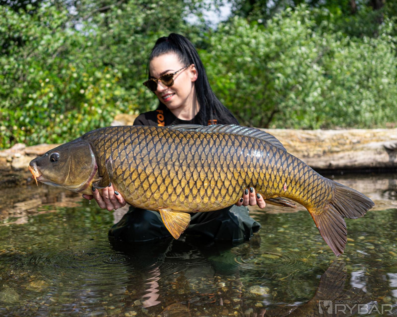 Krásny poobedný šupináč s hmotnosťou okolo 14 kg.