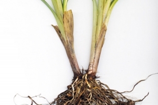 Tigrí orech 
(Cyperus esculentus)
Nie je strukovina, ako by sa na prvý pohľad mohlo zdať. Je to hľuzovitá rastlina, ktorá bola jednou z prvých rastlín pestovaných v starovekom Egypte, kde z nej vyrábali koláče. Bola objavená pred 4 000 rokmi. V súčasnosti sa v Európe pestuje v Španielsku v okolí Valencie, kde má názov Chufa. Má viacero využití. Vďaka svojmu zloženiu a chuti je vyrábaný z hľúz tejto rastliny nápoj, ktorý je veľmi obľúbený a je výborným doplnkom náhrady mlieka pre ľudí s alergiou na laktózu. Olej, ktorý obsahujú hľuzy, 20-36 % , sa úspešne využíva pri výrobe rôznych druhov kozmetiky (mydlo, telové mlieko) a vo farmaceutickom priemysle. V neposlednom rade sa uvažuje o využití tejto rastliny na výrobu bionafty.