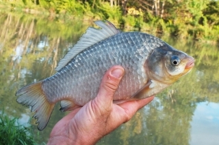Karas striebristý.